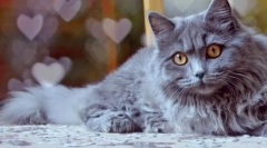 Highland stratet cat (снимка): очарователен дълъг шкаф